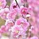 写真：梅の花
