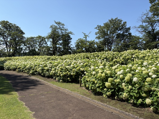 アナベルの丘の写真