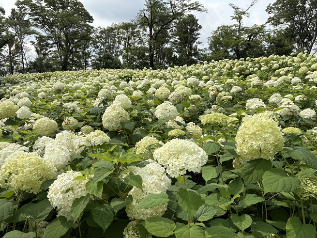 アナベルの丘の写真