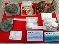 写真：グリーンアンモナイト、アンモナイト、オウムガイの化石（ペア）、オパール、珪乳石