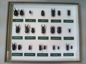 昆虫標本写真