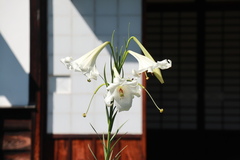 花の開花状況はこちら