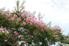 花の開花状況はこちら