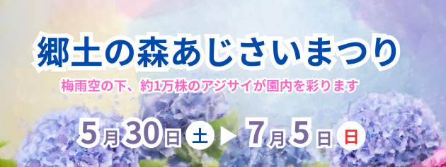 2026年郷土の森博物館あじさいまつり