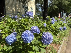 花の開花状況はこちら