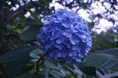 花の開花状況はこちら