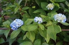 花の開花状況はこちら