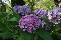 花の開花状況はこちら