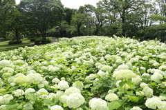 花の開花状況はこちら