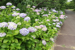 花の開花状況はこちら