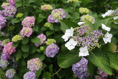 花の開花状況はこちら