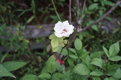 花の開花状況はこちら
