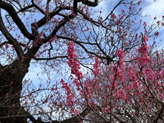 花の開花状況はこちら
