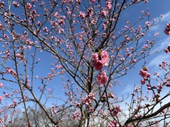 花の開花状況はこちら