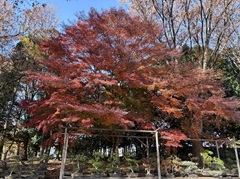 花の開花状況はこちら