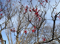花の開花状況はこちら