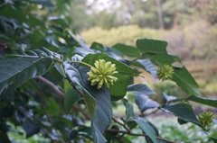 花の開花状況はこちら