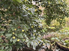 花の開花状況はこちら