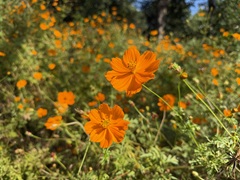 花の開花状況はこちら