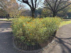花の開花状況はこちら