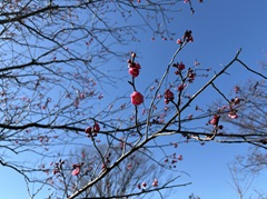 花の開花状況はこちら