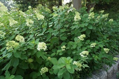 花の開花状況はこちら