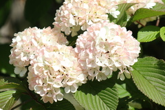 花の開花状況はこちら