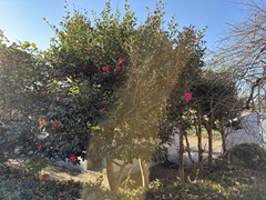 花の開花状況はこちら