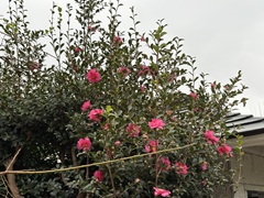 花の開花状況はこちら