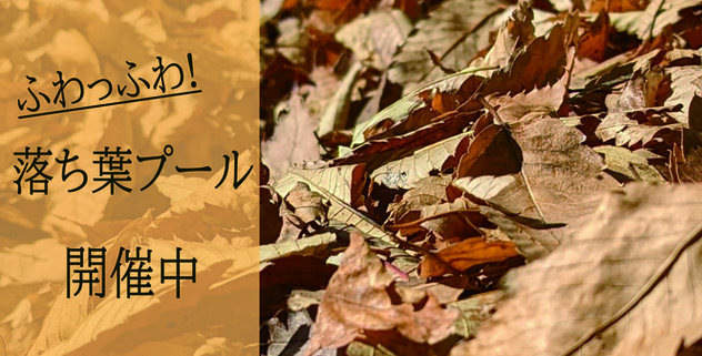 落ち葉プール開催中