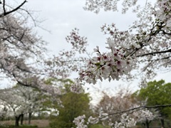 花の開花状況はこちら