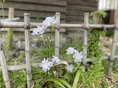 花の開花状況はこちら