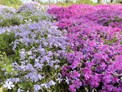 花の開花状況はこちら