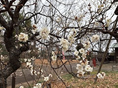 花の開花状況はこちら