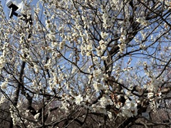 花の開花状況はこちら