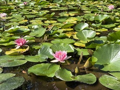 花の開花状況はこちら