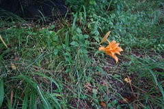 花の開花状況はこちら