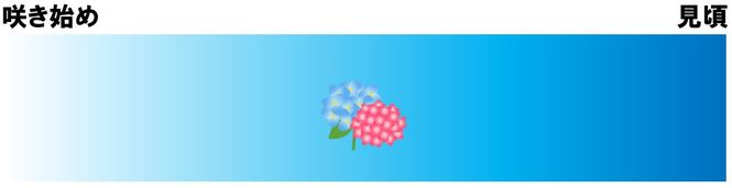 アジサイの開花状況