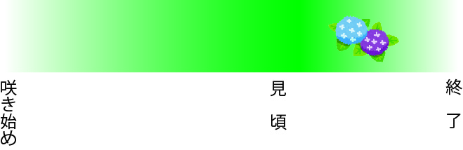アジサイの開花状況