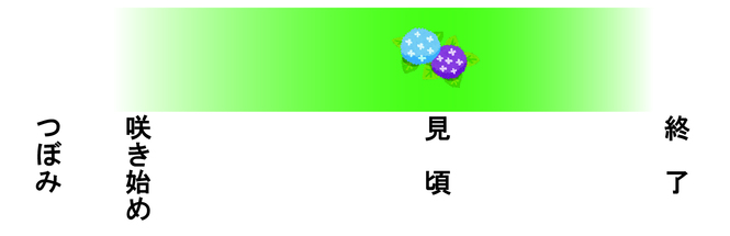あじさい開花状況