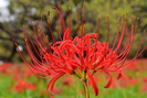 写真：曼珠沙華の花