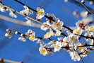 写真：梅の花