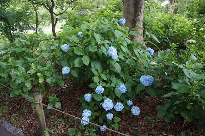 アジサイの写真