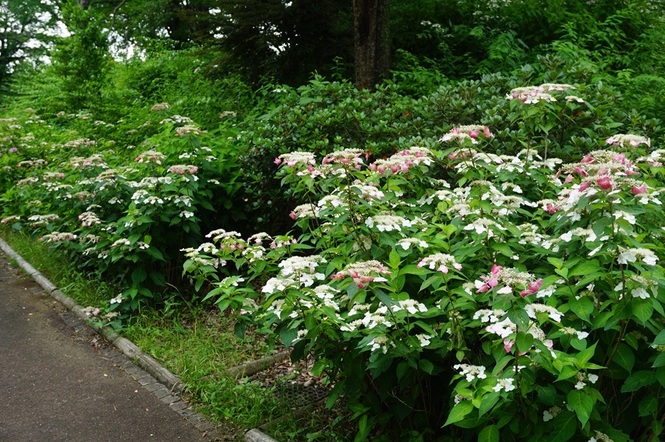 アジサイの写真