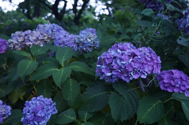 アジサイの写真