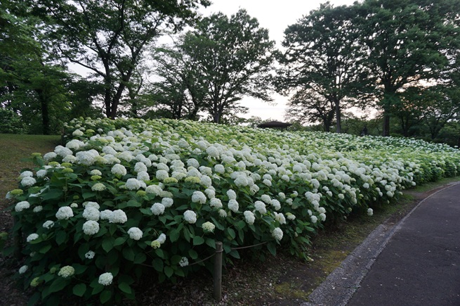 アナベルの写真