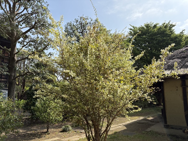 ベニバナトキワマンサクの写真