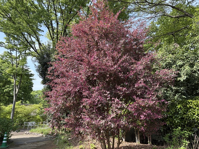 ベニバナトキワマンサクの写真