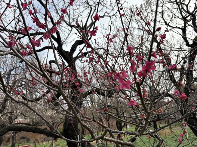 紅千鳥(梅)の写真
