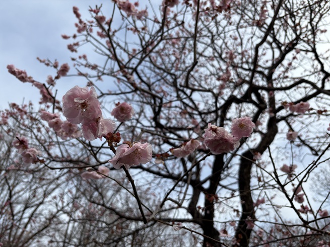 蝶の羽重ね(梅)の写真